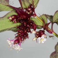 Himalayan Honeysuckle